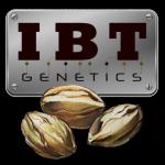 Logo IBT Genetics Seeds