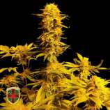 All-in Medicinal Seeds Bubble Boom