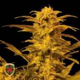 All-in Medicinal Seeds Destroyer Auto