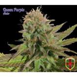 All-in Medicinal Seeds Queen Purple Auto
