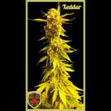 All-in Medicinal Seeds Xeddar