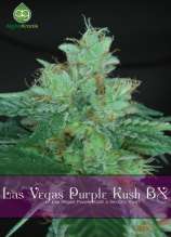 Alphakronik Genes Las Vegas Purple Kush BX