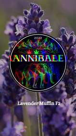 Annibale Genetics Lavender Muffin F2