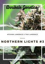 Annibale Genetics Northern Lights #3 Auto