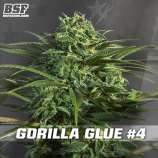 BSF Seeds Gorilla Glue #4