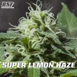 BSF Seeds Super Lemon Haze