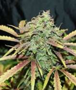 Baked Beans Cannabis Seeds Amnesia Automatic