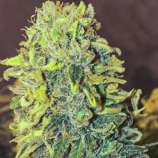 Baked Beans Cannabis Seeds Skunk #1
