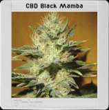 Blim Burn Seeds Black Mamba CBD