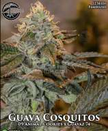 Bloom Seed Co Guava Cosquitos