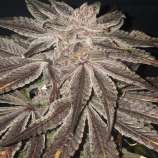 Blue Star Seed Co Instablue