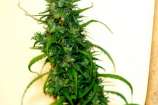 CH9 Female Seeds Red Colombian Haze