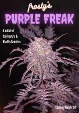 Califrosty Frosty's Purple Freak