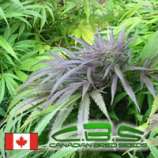 Canadian Bred Seeds Fast Poison