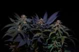 Cannabis Family Seeds Neutron Star