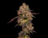 Cannabis Seeds USA Gary Payton