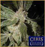 Ceres Seeds White Panther
