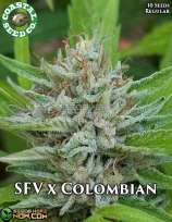 Coastal Seed Co San Fernando Valley X Colombian