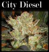 CopyCat Seeds City Diesel