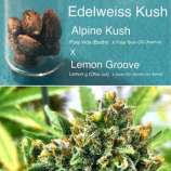Crate Digger Seeds Edelweiss Kush