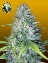 Crop King Seeds Early Miss