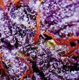 Divine Seeds Auto Purple Opium