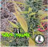 Dominion Seed Company Sour Skunk