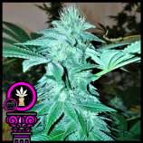 Domus Seeds Blue Cheese