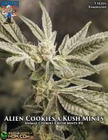 Dr. Blaze Alien Cookies x Kush Mints