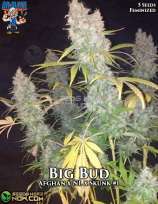 Dr. Blaze Big Bud