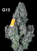 Dr. Greenthumb G13