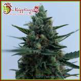 Dr. Krippling Seeds White Rush Auto