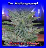 Dr. Underground Brooklyn Mango
