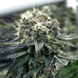 Dying Breed Seeds Sugar Dust