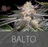 Exclusive Seeds Balto