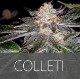 Exclusive Seeds Colleti