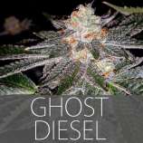 Exclusive Seeds Ghost Diesel