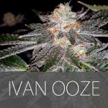 Exclusive Seeds Ivan Ooze