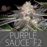 Exclusive Seeds Purple Sauce F2