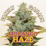 Family Ganjah Morango Haze
