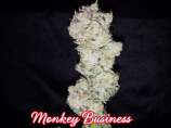 Fancy Weed Monkey Business