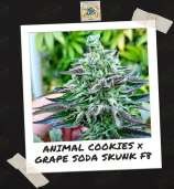 Freeborn Selections Animal Cookies x Grape Soda Skunk F8