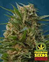 Freedom Seeds Section 6