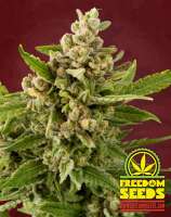 Freedom Seeds White Witch