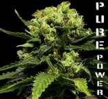 G13 Labs Pure Power
