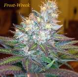 Goldenseed Frost-Wreck
