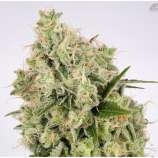 Greenpoint Seeds Copper Chem