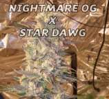 Greenpoint Seeds Nightmare OG x Star Dawg