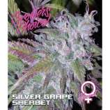 Growers Choice Silver Grape Sherbet