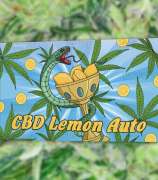 Herbies Seeds CBD Lemon Auto